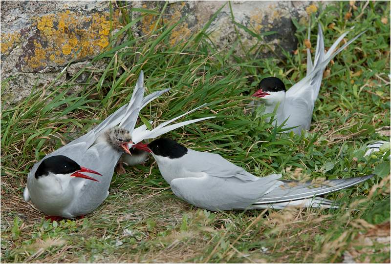 Chris Brooks - Artic Tern chick with adults.jpg